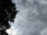 das zu drehende Bild