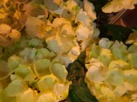 das zu löschende Bild